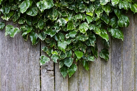 Branch abstract fence plant Photo