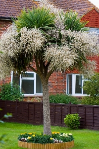 木 自然 草 植物 写真