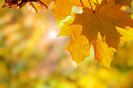 Tree nature branch plant Photo