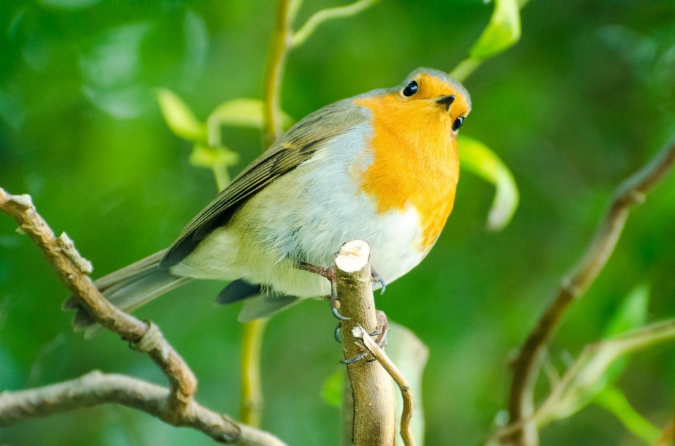 Natur zweig vogel tierwelt