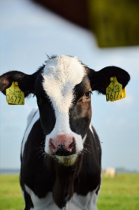 Foto All'aperto azienda agricola animale rurale