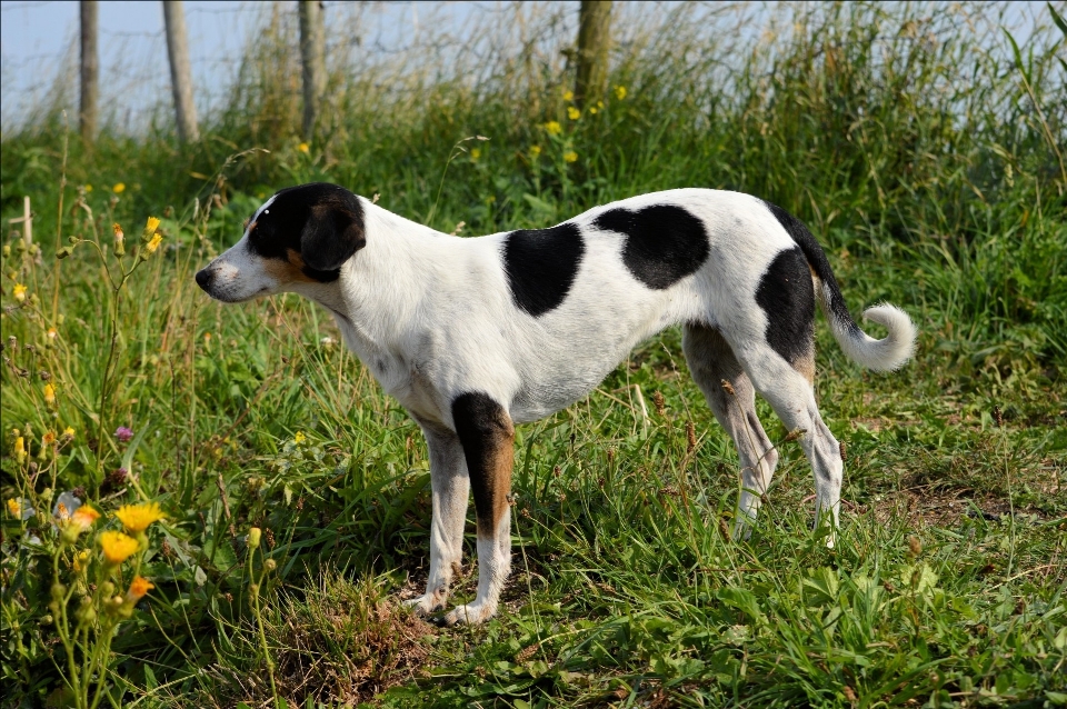 Beyaz köpek yavrusu sevimli