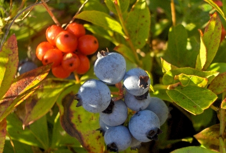 ブランチ 植物 フルーツ ベリー 写真