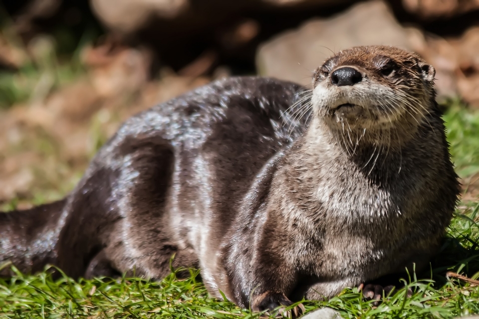 Faune zoo mammifère poisson