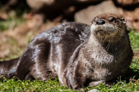 Foto Animali selvatici zoo mammifero pescare