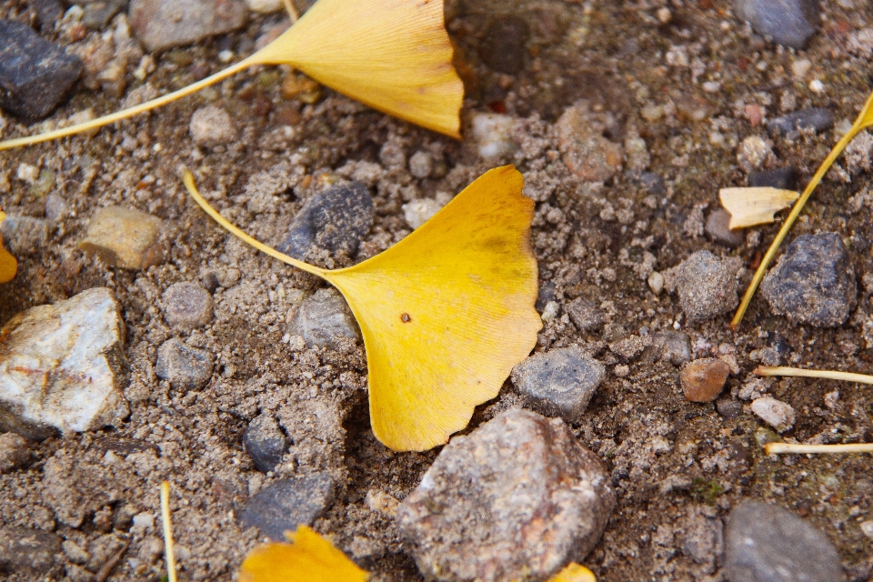 árbol naturaleza planta hoja