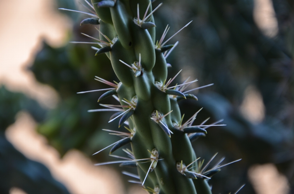 Kaktus
 anlage blume umfeld