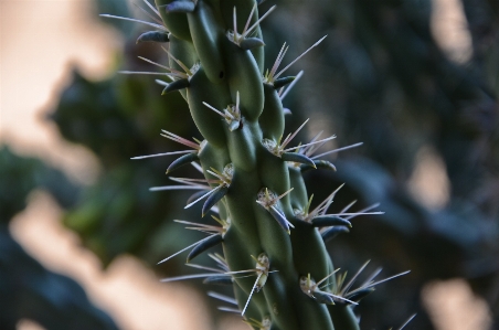 Foto Cacto
 plantar flor ambiente