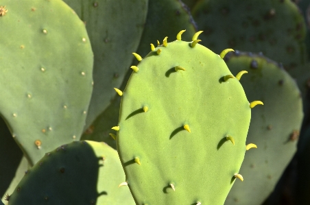 Foto Cacto
 plantar luz solar folha