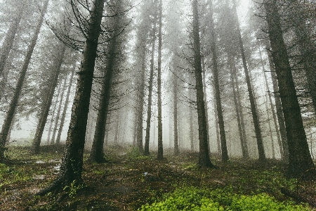 Tree nature forest wilderness Photo