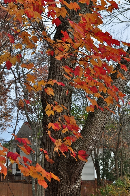 Baum zweig anlage blatt