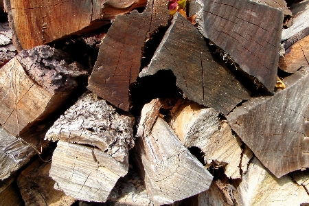 Baum holz blatt stamm Foto