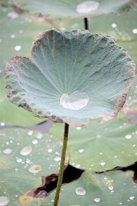 Water nature blossom plant Photo