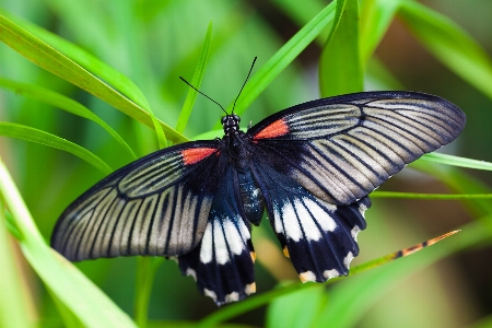 Foto Natureza asa branco fotografia