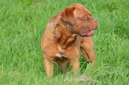 Foto Erba all'aperto cane animale