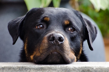 Foto Cachorro perro animal mamífero