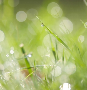 Water nature grass branch Photo