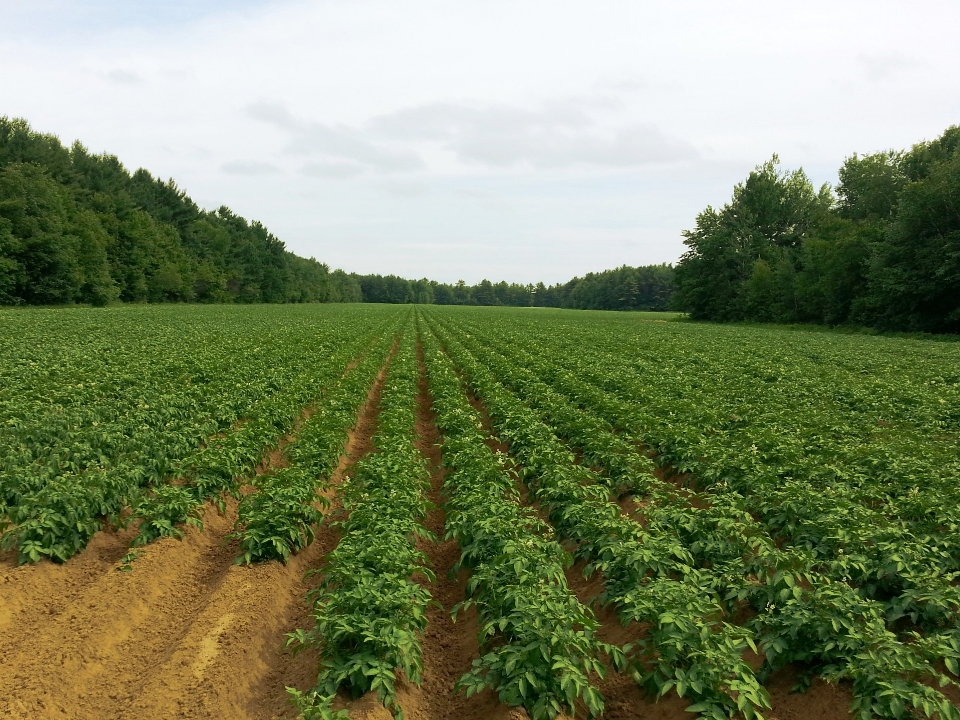 Albero pianta campo azienda agricola