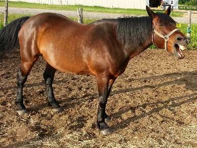 Outdoor animal pasture horseback Photo