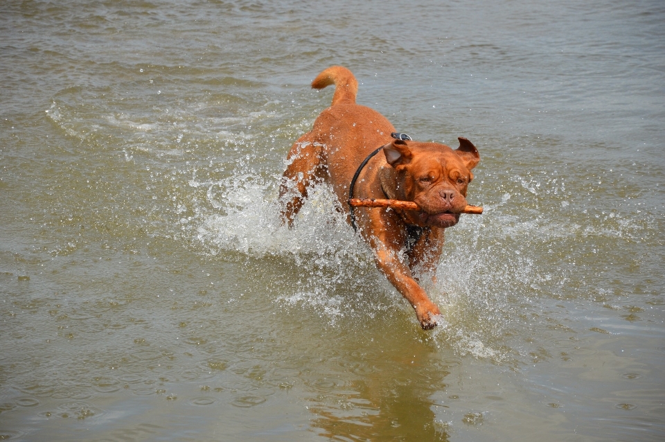 水 遊ぶ 犬 ペット