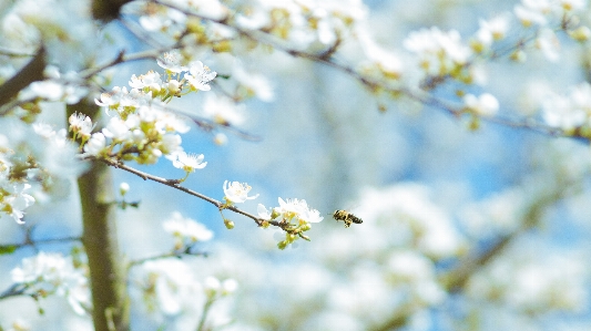 Tree nature branch blossom Photo