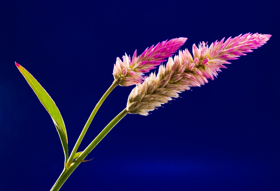 草 ブランチ 花 植物