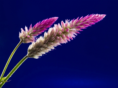 Grass branch blossom plant Photo