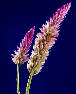 Foto Grama florescer plantar flor