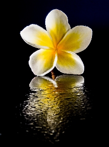 Foto Mekar tanaman putih fotografi