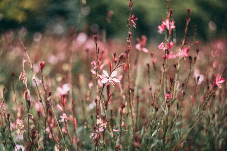 Nature grass blossom blur Photo