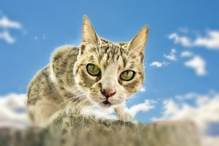 Фото животное домашний питомец кот кошачий