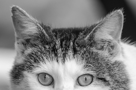 Foto Bianco e nero
 capelli fotografia