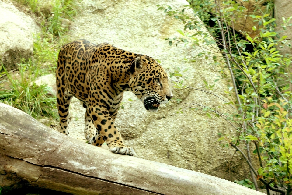 Tier tierwelt zoo dschungel