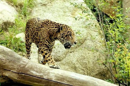 動物 野生動物 動物園 密林 写真