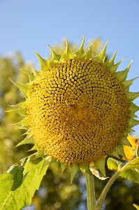 Blossom plant field stem Photo