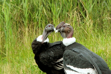 Bird wing wildlife beak Photo