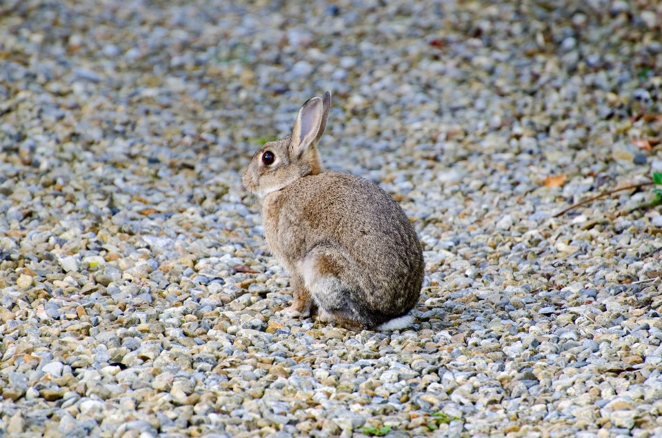 Nature herbe animal faune