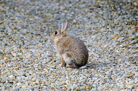 Photo Nature herbe animal faune