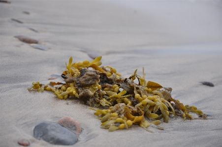 Foto Spiaggia mare sabbia foglia