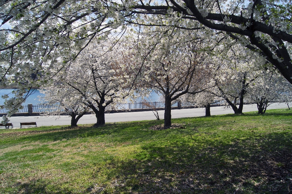 Tree nature branch blossom