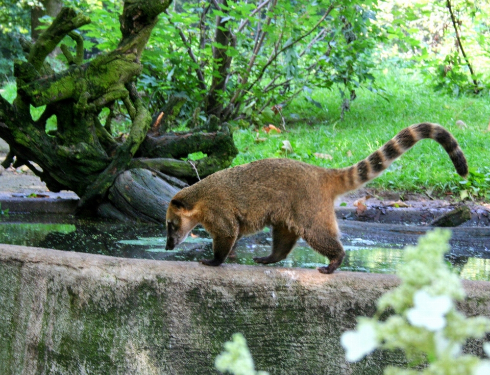 Natureza animal animais selvagens jardim zoológico