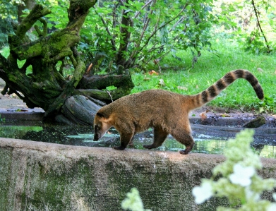 Zdjęcie Natura zwierzę dzikiej przyrody ogród zoologiczny