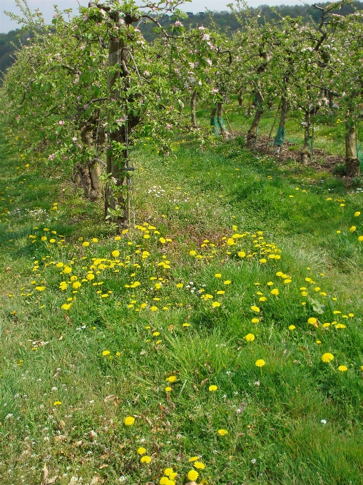 Natura fiore pianta bianco