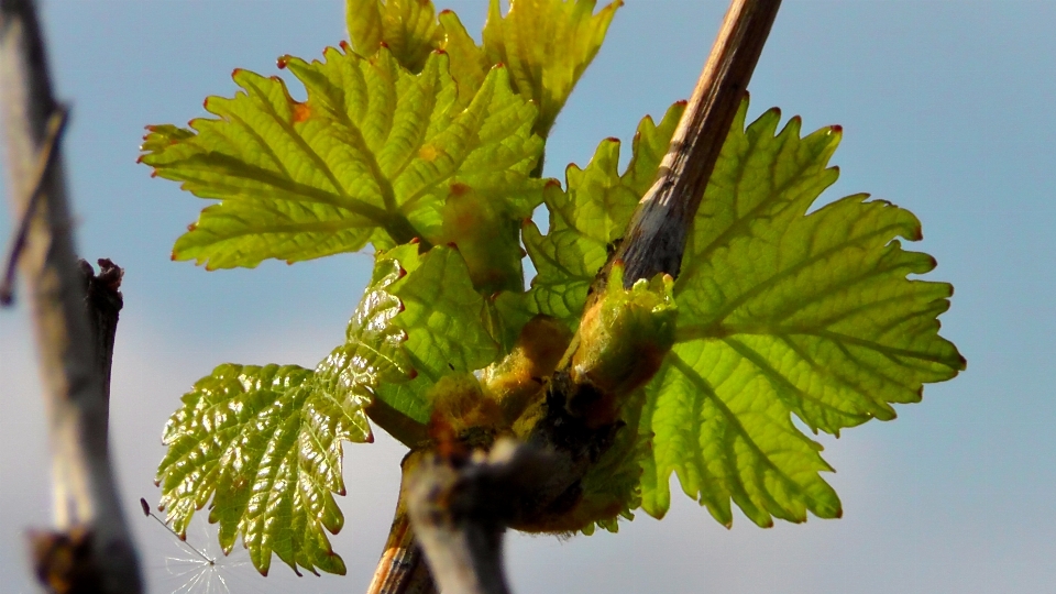 Albero ramo pianta uva