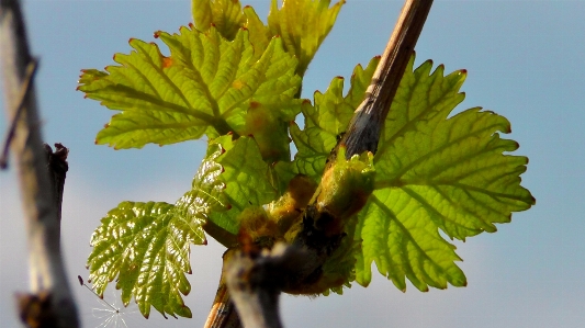 Tree branch plant grape Photo