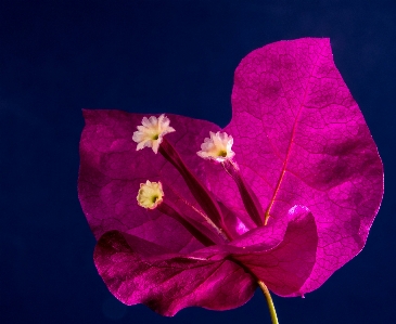 Blossom plant photography leaf Photo