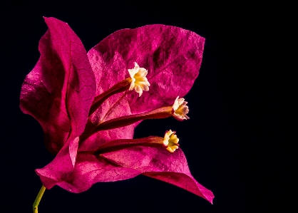 Blossom plant photography leaf Photo