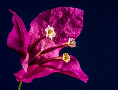 Blossom plant leaf flower Photo