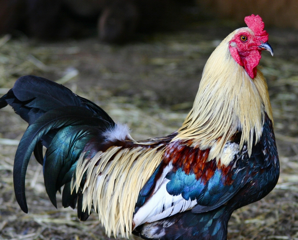 鳥 羽 農場 動物