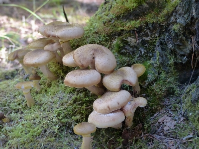 Tree nature forest plant Photo